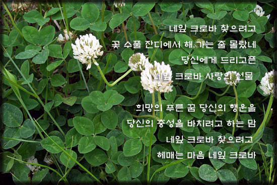 네잎크로바 이미지